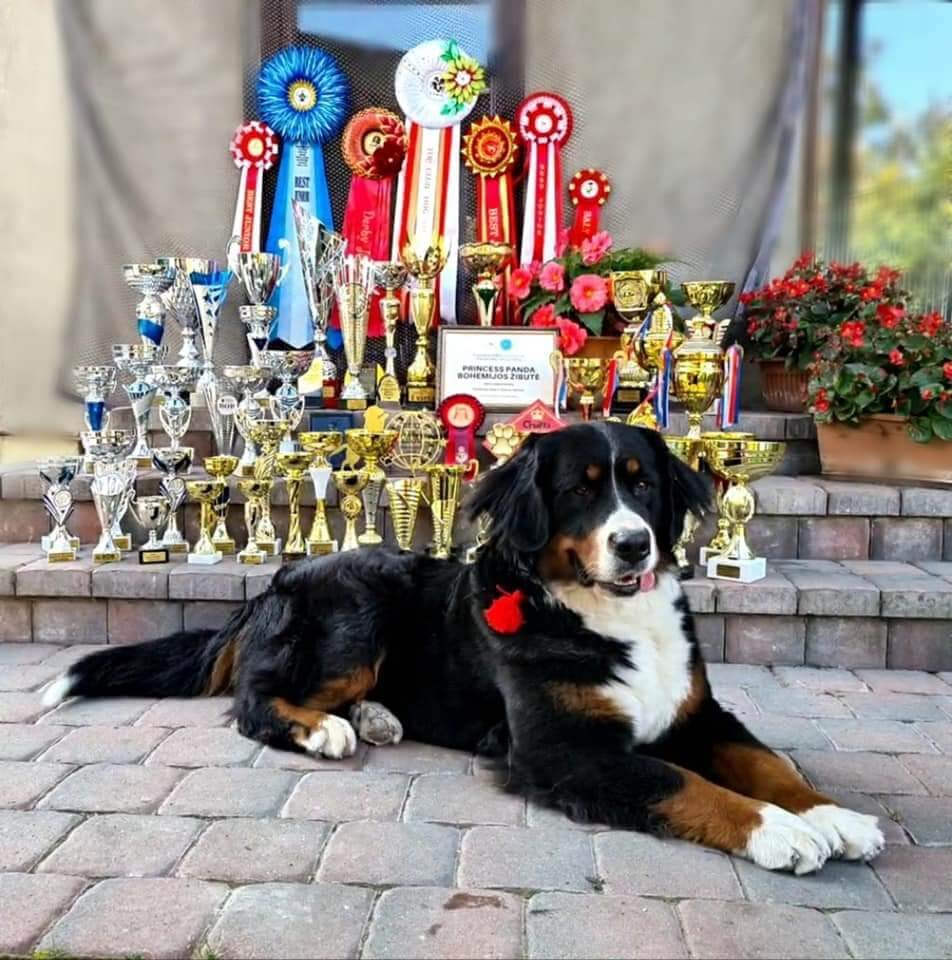 Atstovaujamos produkcijos privalumai