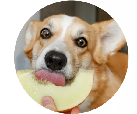 Angliavandenių vaidmuo šunų ir kačių mityboje