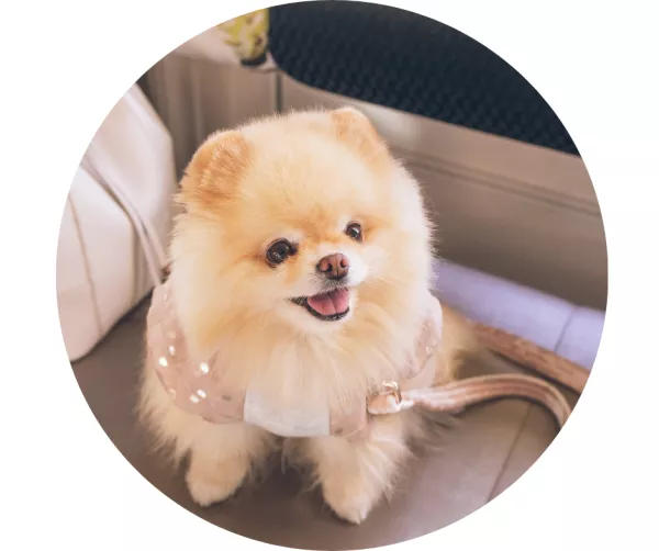 Kuo ypatinga mažų veislių šunų priežiūra