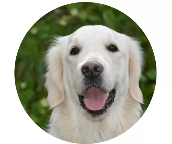 Auksaspalvis retriveris