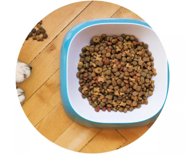 Baltymų svarba jūsų augintiniui