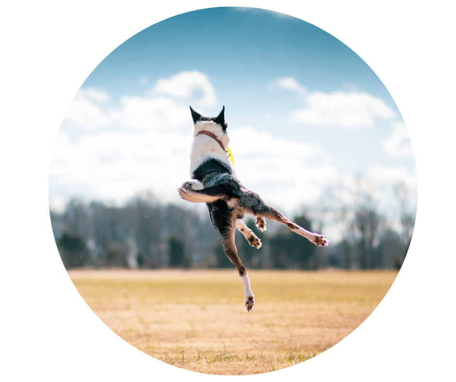 Sklandi vasara su šunimi: praktiški patarimai leidžiant laiką lauke