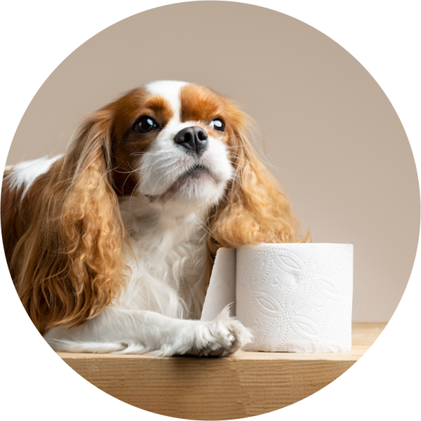 Šunų ir kačių viduriavimo priežastys ir gydymo būdai