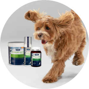 Kaip tinkamai prižiūrėti šuns kailį