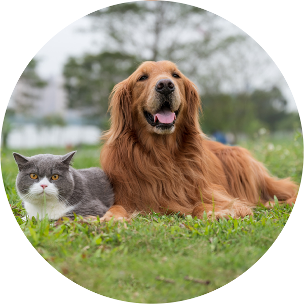 Kaip apsaugoti augintinį nuo erkių?