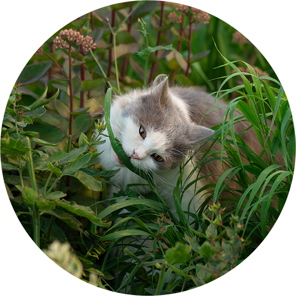 Augalai ir jų nauda mūsų augintiniams