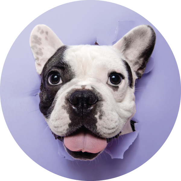 Atopinio dermatito simptomų valdymas su „PROTECT DERMATO"