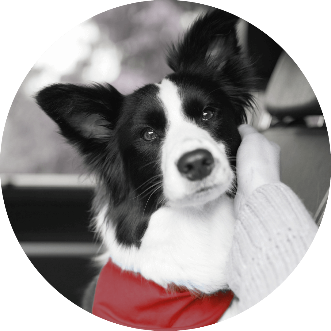 „Dr.Clauder‘s“ apdovanotas kaip vienas geriausių naminių gyvūnų ėdalo prekių ženklų Vokietijoje