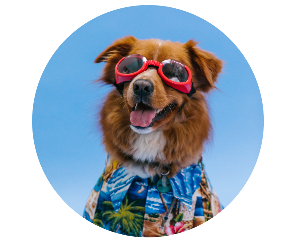 Kokią žalą gyvūnams padaro perkaitimas ir patarimai, kaip jo išvengti