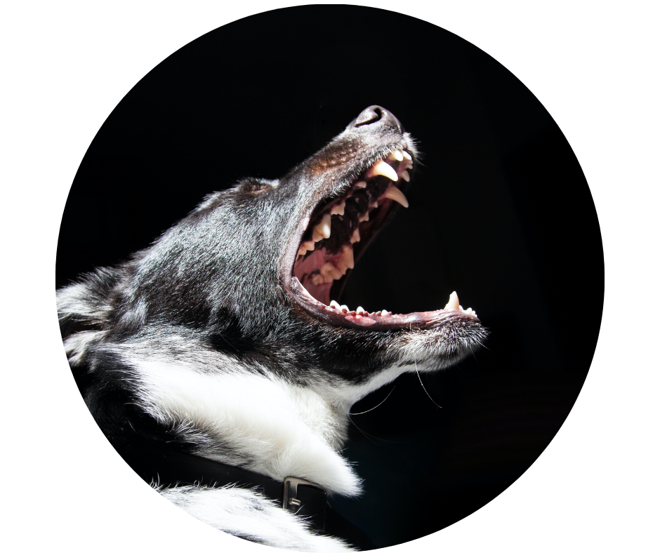 Augintinių burnos higiena: rūpinkimės kasdien, kad nereikėtų gailėtis