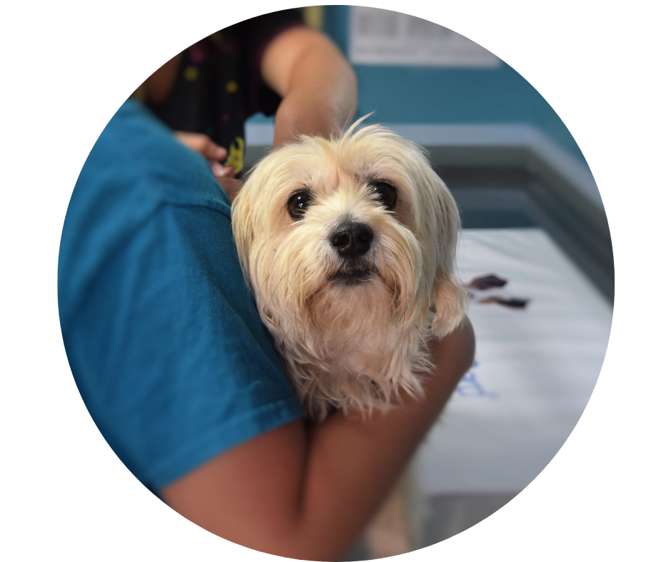 Privalomas naminių gyvūnų ženklinimas: kokia nauda?