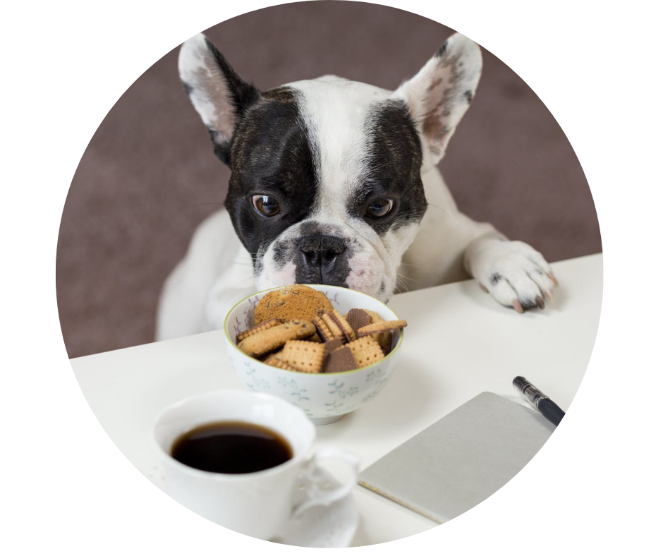 6 mitai apie naminių gyvūnų mitybą