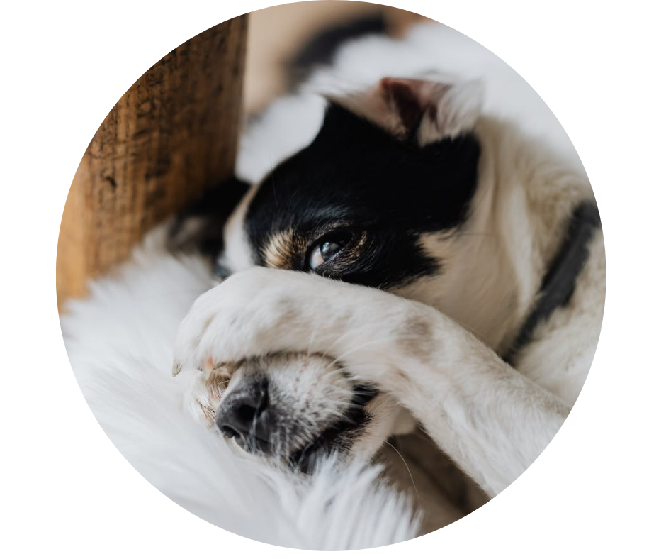 Naminių gyvūnų stresas